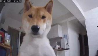 娱乐吃瓜酱监控小狗