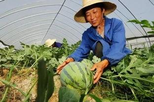 嘉禾望岗娱乐吃瓜